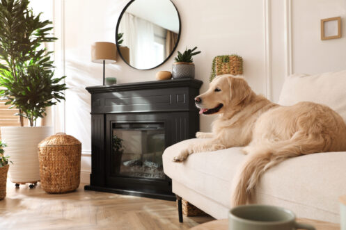 Adorable Golden Retriever dog on sofa near electric fireplace indoors